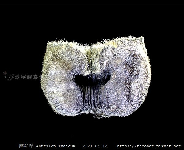 磨盤草 Abutilon indicum_13.jpg