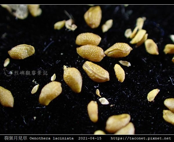 裂葉月見草 Oenothera laciniata_13.jpg