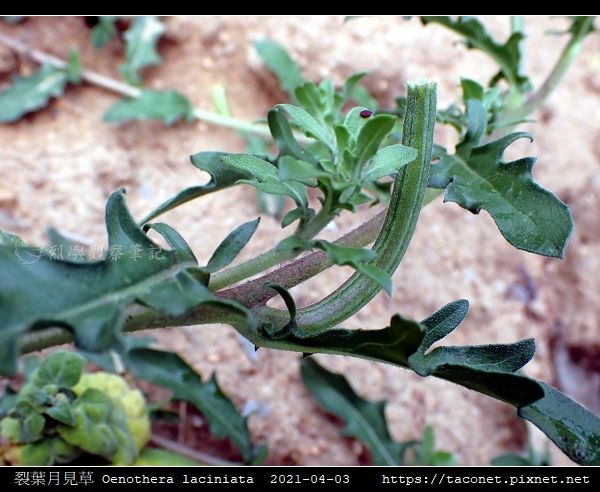 裂葉月見草 Oenothera laciniata_04.jpg