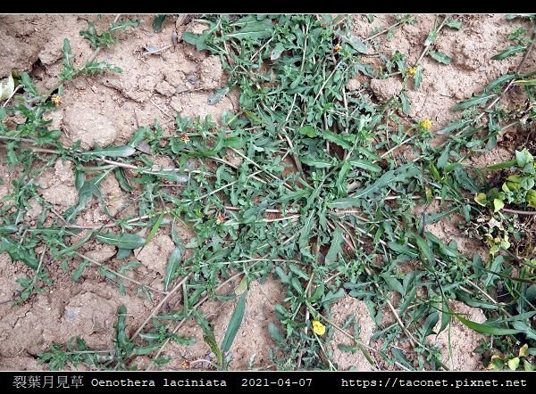 裂葉月見草 Oenothera laciniata_02.jpg