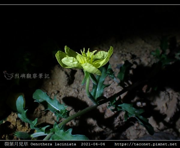 裂葉月見草 Oenothera laciniata_10.jpg