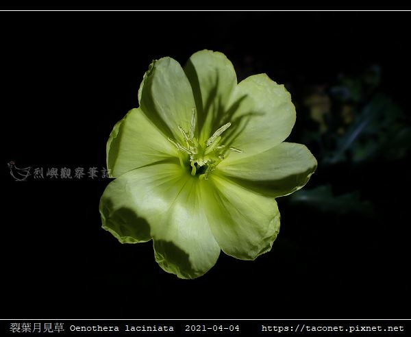 裂葉月見草 Oenothera laciniata_09.jpg