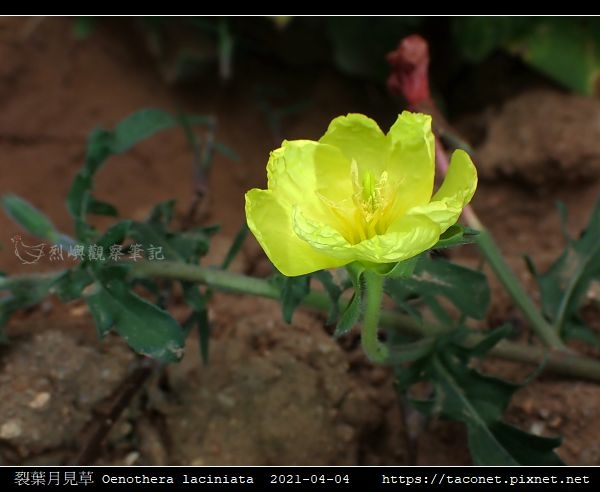 裂葉月見草 Oenothera laciniata_07.jpg