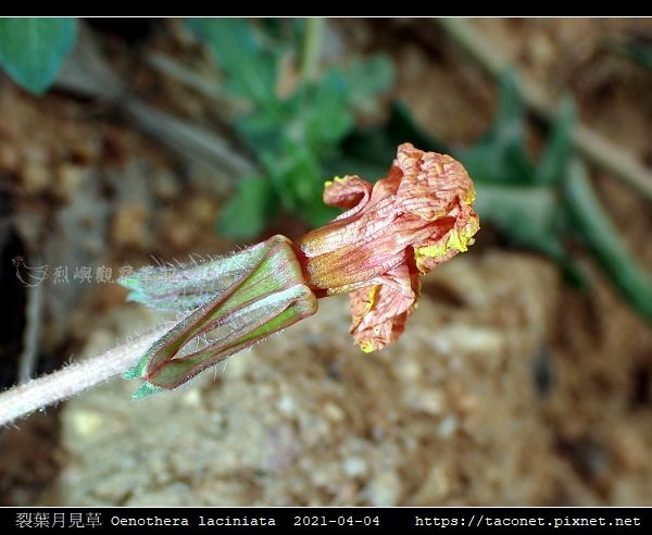 裂葉月見草 Oenothera laciniata_06.jpg