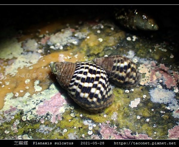 芝麻螺 Planaxis sulcatus_1.jpg