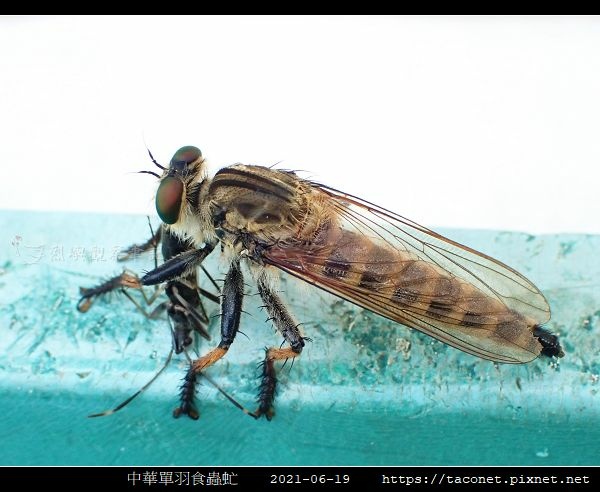 中華單羽食蟲虻 Cophinopoda chinensis_6.jpg