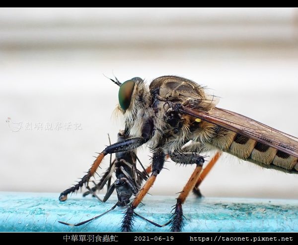 中華單羽食蟲虻 Cophinopoda chinensis_4.jpg