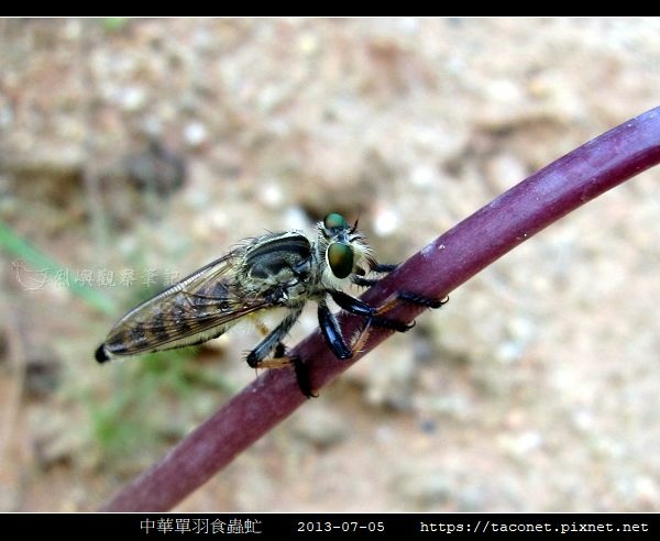 中華單羽食蟲虻 Cophinopoda chinensis_3.jpg