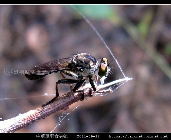 中華單羽食蟲虻 Cophinopoda chinensis_1.jpg