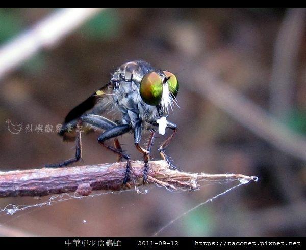 中華單羽食蟲虻 Cophinopoda chinensis_2.jpg