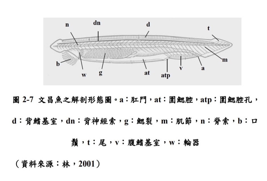 文昌魚型態.jpg