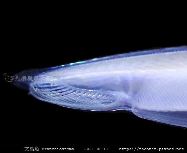 日本文昌魚-吻.jpg