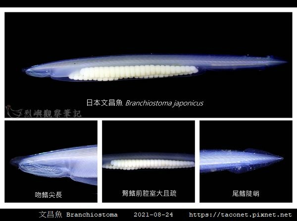 日本文昌魚 Branchiostoma japonicus-T.jpg