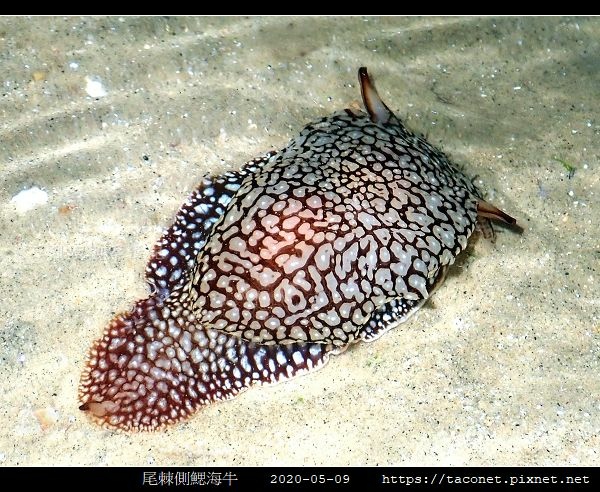 尾棘側鰓海牛 Pleurobranchaea brockii _2.jpg
