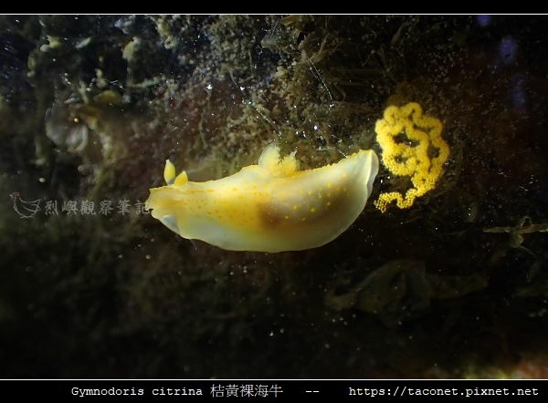 Gymnodoris citrina 桔黃裸海牛_01.jpg