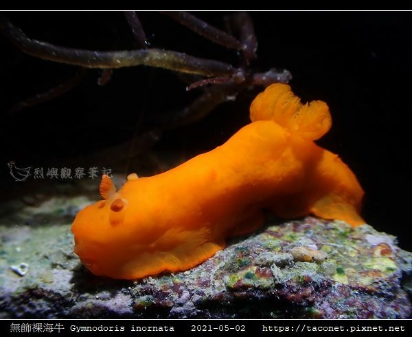 無飾裸海牛 Gymnodoris inornata相簿封面