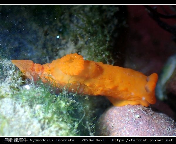 無飾裸海牛 Gymnodoris inornata_04.jpg