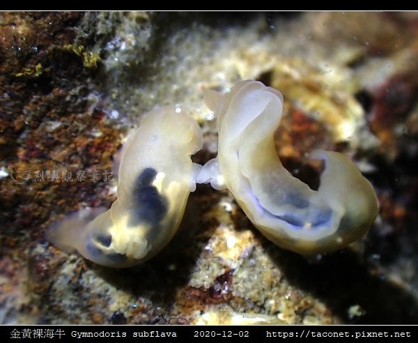金黃裸海牛 Gymnodoris subflava相簿封面