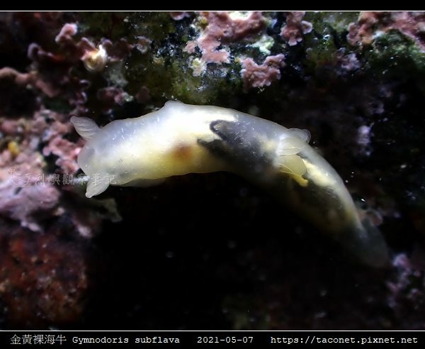 金黃裸海牛 Gymnodoris subflava_08.jpg