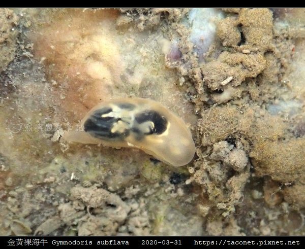 金黃裸海牛 Gymnodoris subflava_03.jpg