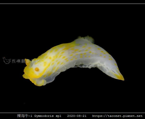 裸海牛未知種-1 Gymnodoris sp.1相簿封面