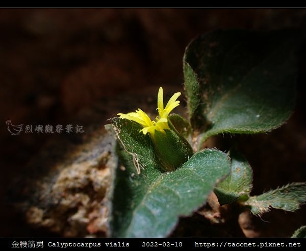 金腰箭舅 Calyptocarpus vialis_05.jpg
