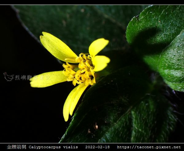 金腰箭舅 Calyptocarpus vialis_14.jpg