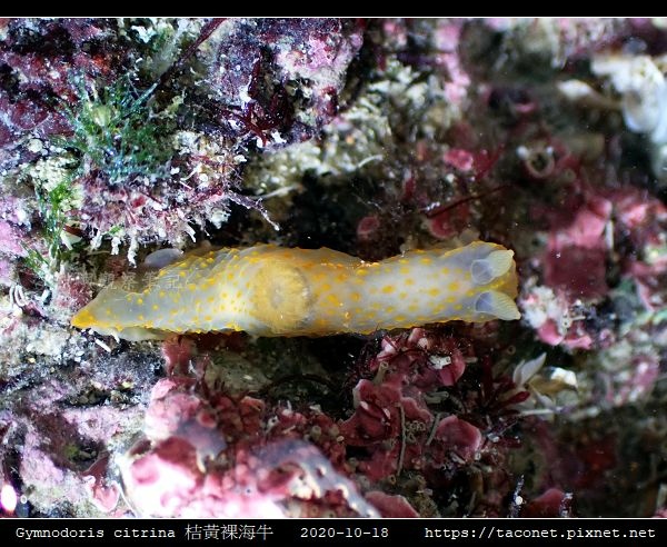 Gymnodoris citrina 桔黃裸海牛_11.jpg