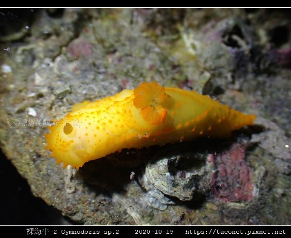 裸海牛未知種-2 Gymnodoris sp2_08.jpg