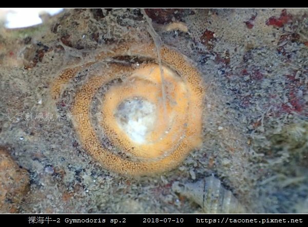 裸海牛未知種-2 Gymnodoris sp2_01.jpg