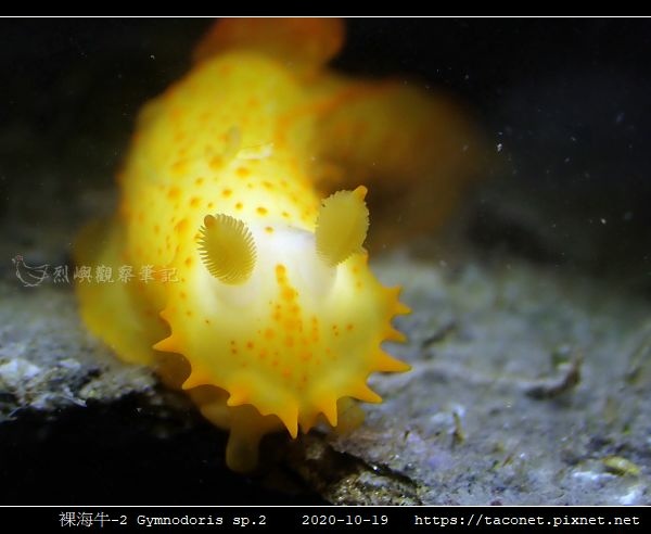 裸海牛未知種-2 Gymnodoris sp2_05.jpg