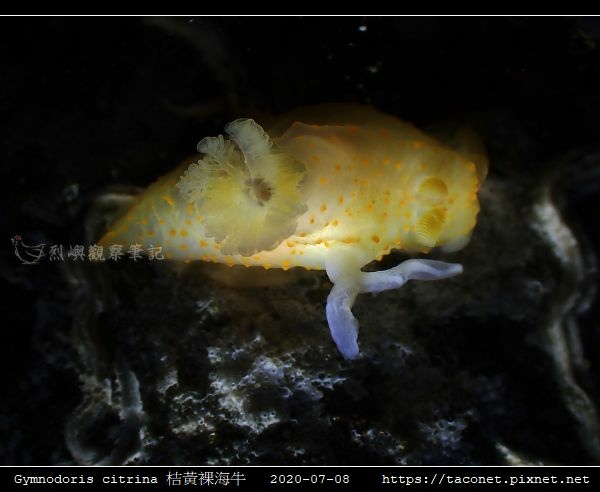 Gymnodoris citrina 桔黃裸海牛_08.jpg