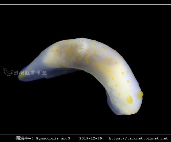 裸海牛-3 Gymnodoris sp3_7.jpg