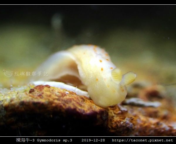 裸海牛-3 Gymnodoris sp3_2.jpg