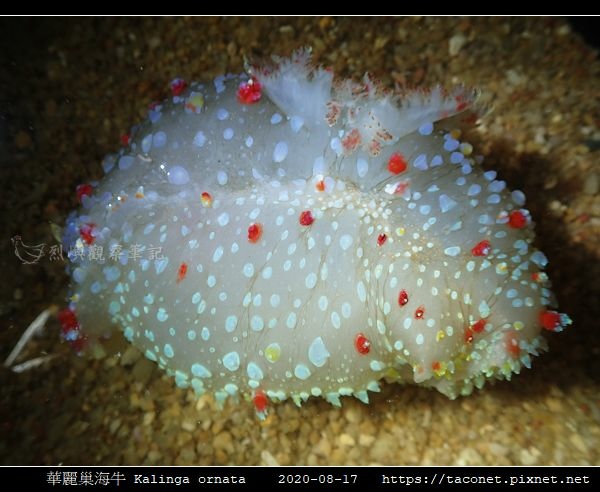 華麗巢海牛 Kalinga ornata相簿封面