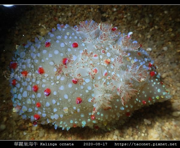華麗巢海牛 Kalinga ornata _9.jpg