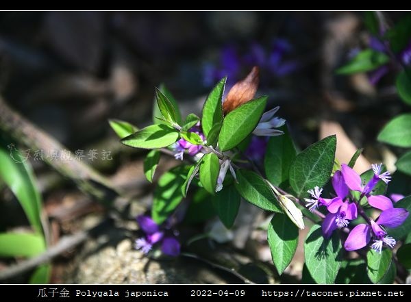 瓜子金 Polygala japonica_02.jpg