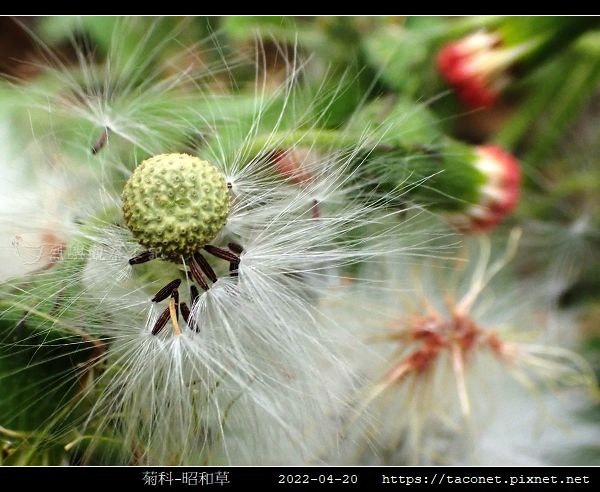 菊科-昭和草_03.jpg