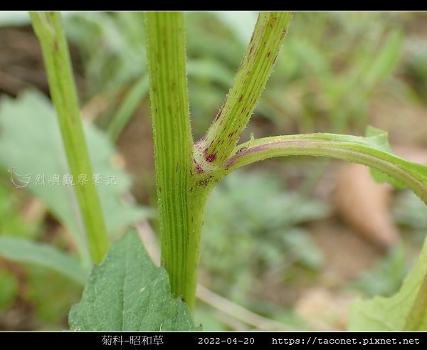 菊科-昭和草_09.jpg
