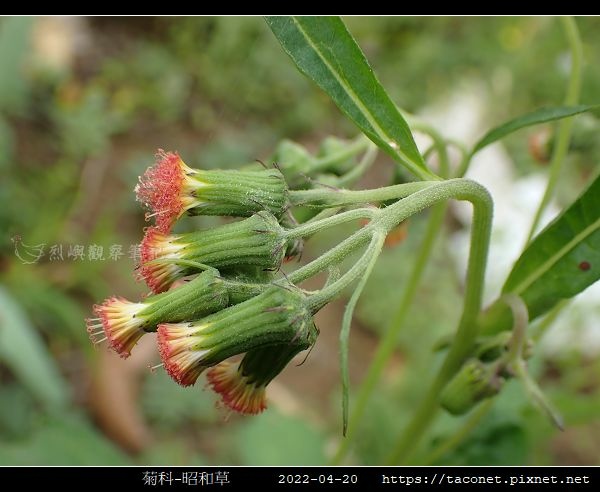 菊科-昭和草_10.jpg
