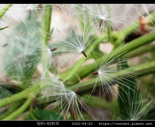 菊科-昭和草_06.jpg