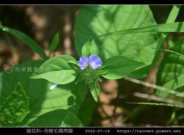 旋花科-長梗毛娥房藤_01.jpg