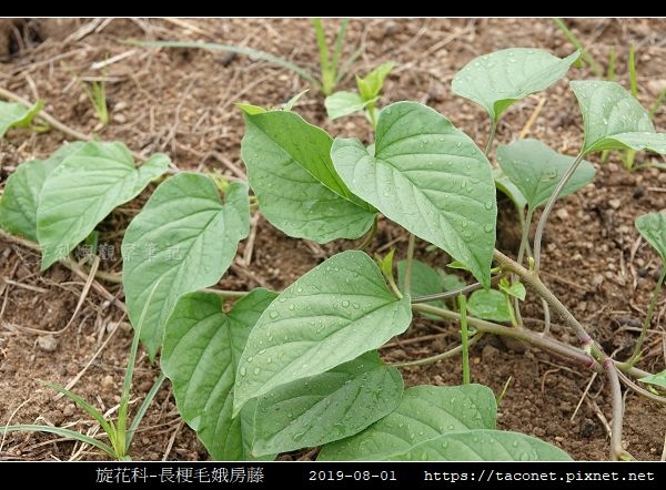 旋花科-長梗毛娥房藤_03.jpg