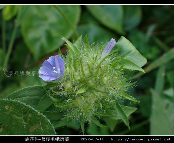 旋花科-長梗毛娥房藤_06.jpg