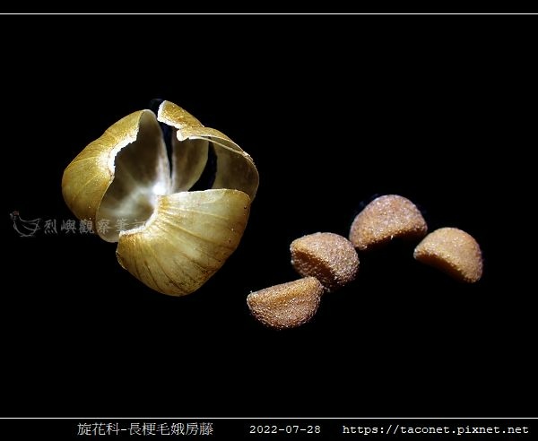 旋花科-長梗毛娥房藤_10.jpg