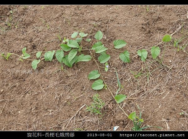 旋花科-長梗毛娥房藤_02.jpg