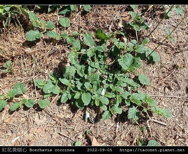 紅花黃細心 Boerhavia coccinea_14.jpg