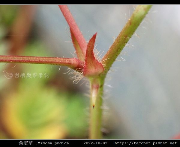 含羞草 Mimosa pudica_14.jpg
