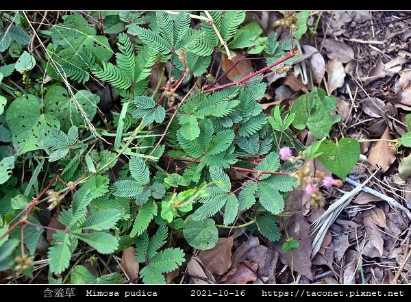 含羞草 Mimosa pudica_01.jpg