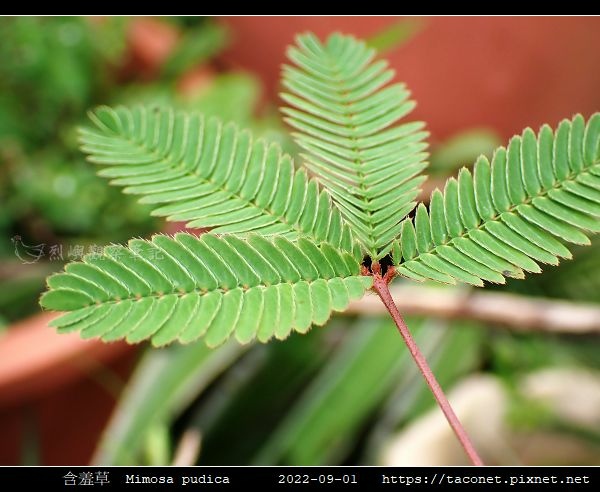 含羞草 Mimosa pudica_05.jpg